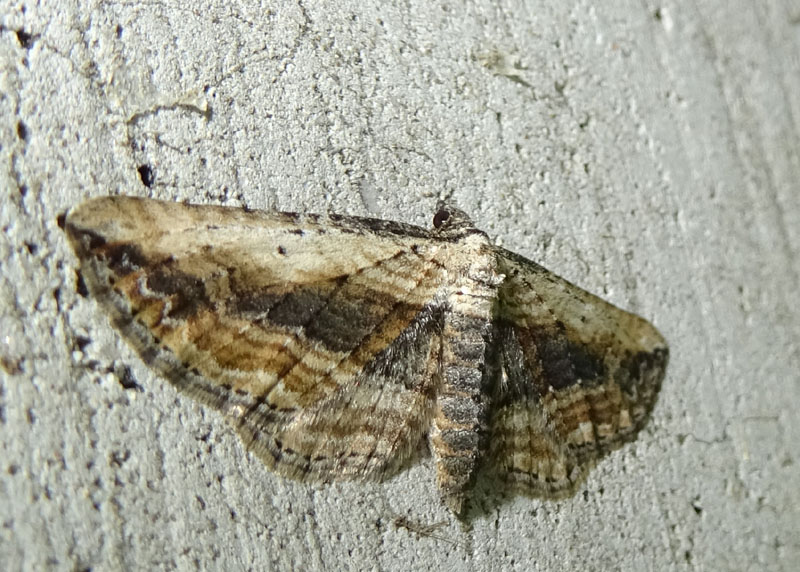 Horisme vitalbata - Geometridae